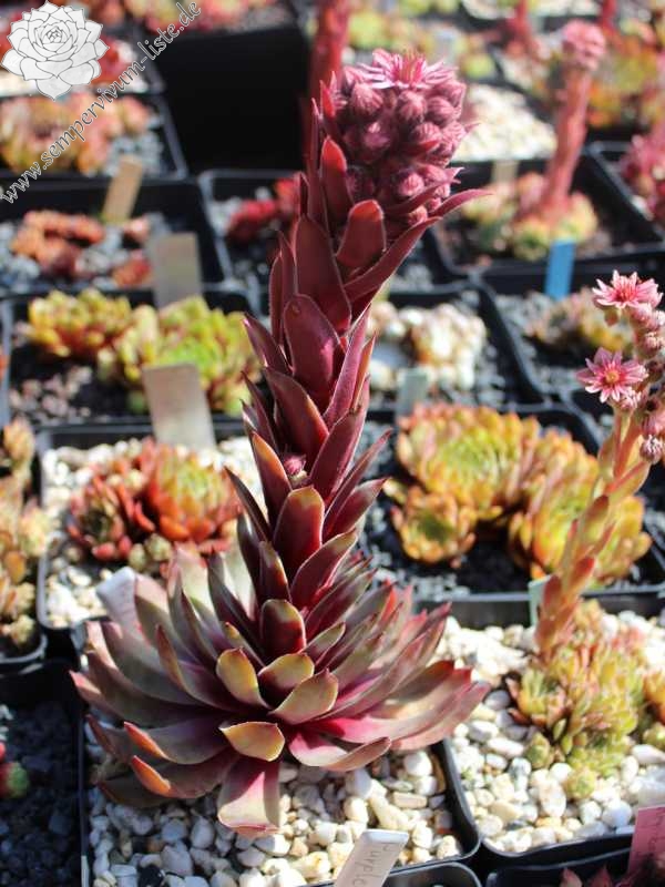 Purple Dazzler | Sempervivum-Liste